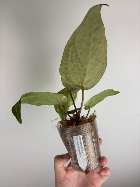 Anthurium papillilaminum variegated x Carlablackiae (Thailand) A