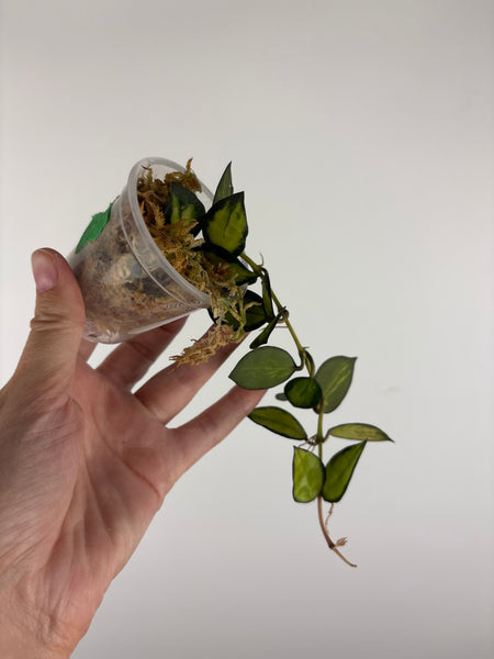 Hoya lacunosa queen midori 2