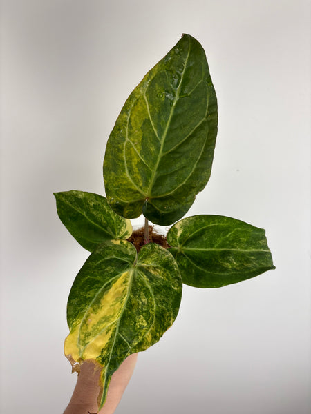 Anthurium papillilaminum variegated x Carlablackiae (Thailand) A