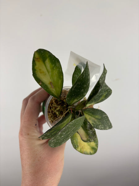 hoya nabawanensis variegated B