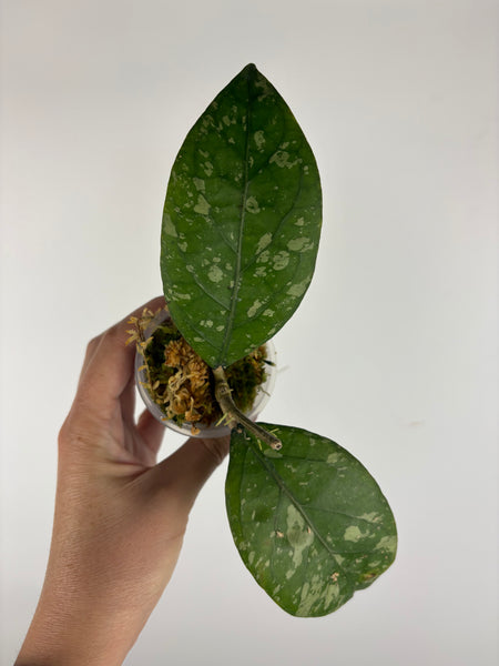 Hoya sp aceh gayo lues 2