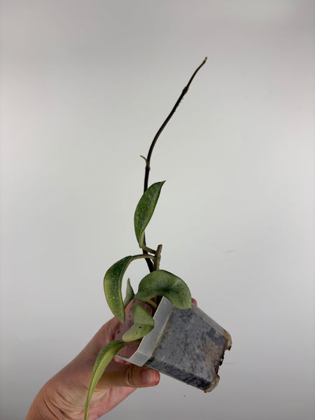 Hoya nova ghost