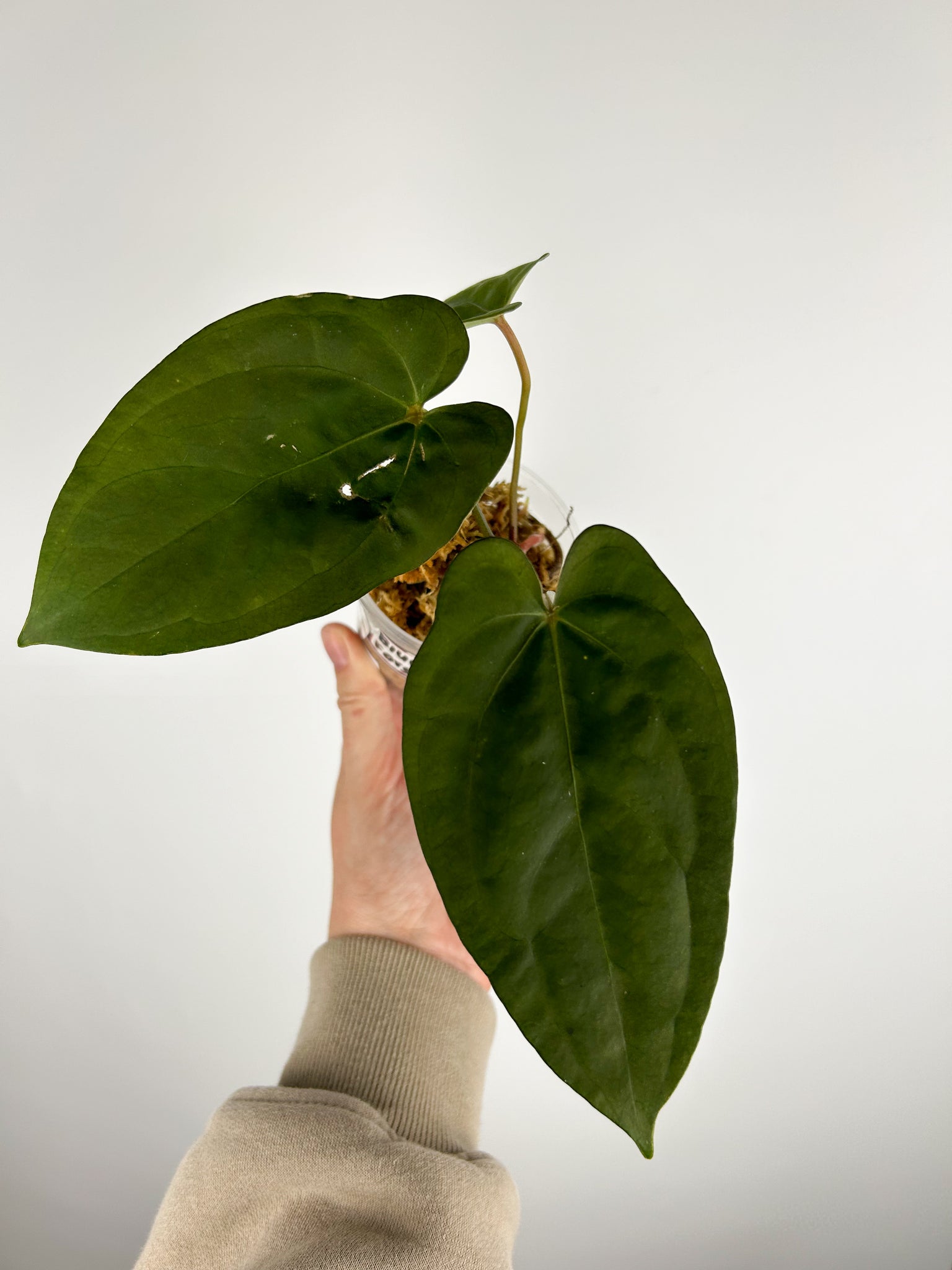 Anthurium Blue papillilaminum x forgetii F