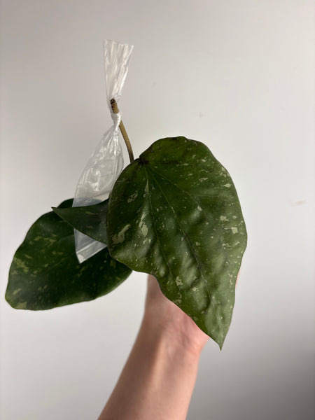 hoya glabra sf004 D