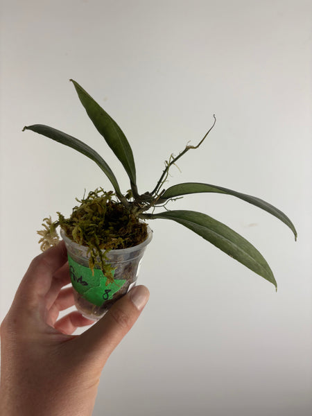 Hoya aff forbesii silver 8