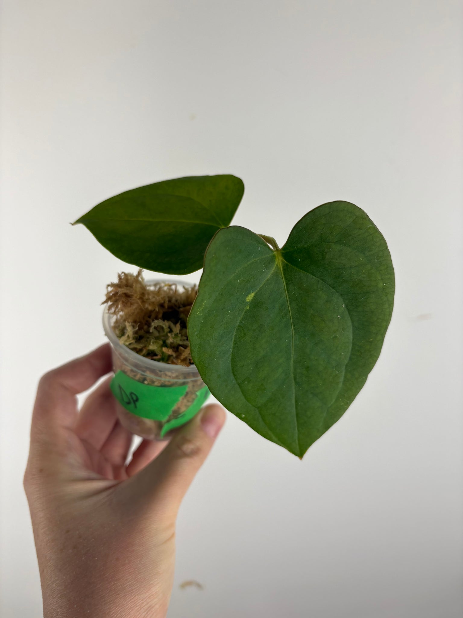 Anthurium Dark Pheonix seed F