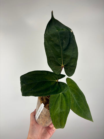 Anthurium papillilaminum fort sherman x red dark phoenix