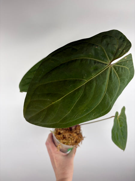 Anthurium magnificum x red dark phoenix C