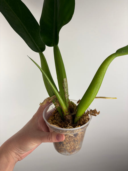 philodendron martianum A