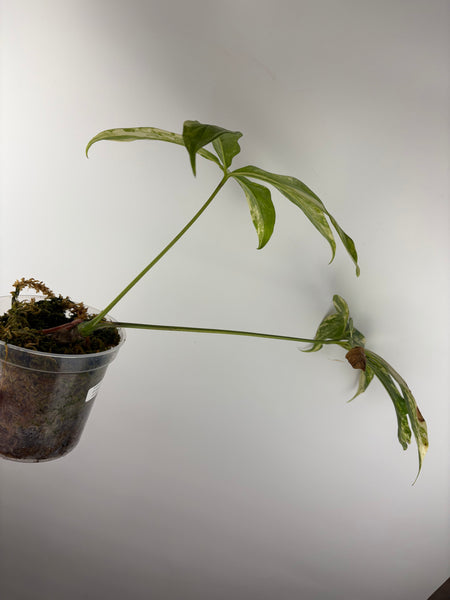 Anthurium clavigerum variegated
