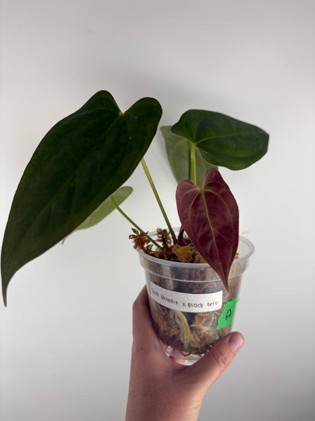 Anthurium dark pheonix x black nero A