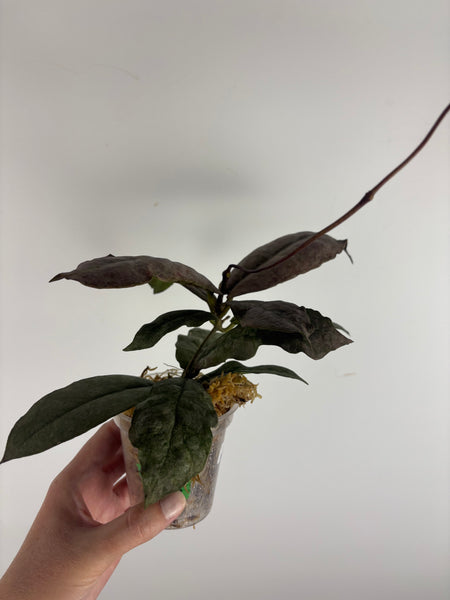 Hoya mitrata silver borneo