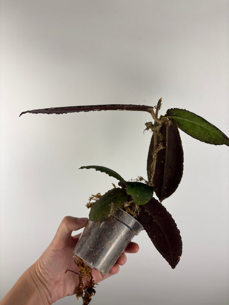 Hoya Undulata red A
