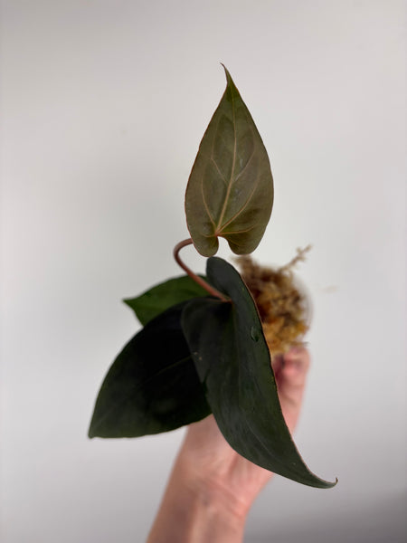 Anthurium king of spades x Fort Sherman B