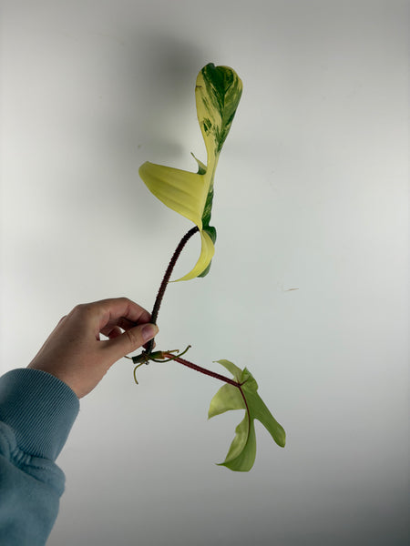Philodendron Florida beauty x Squamiferum variegated top cut