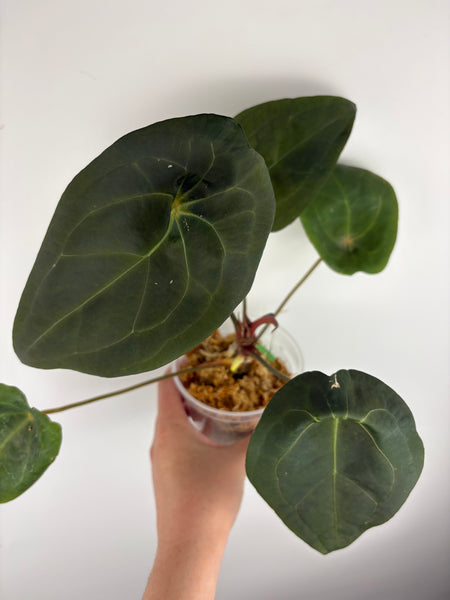 Anthurium Red spider A