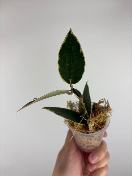 Hoya sp panglai west java albo 7
