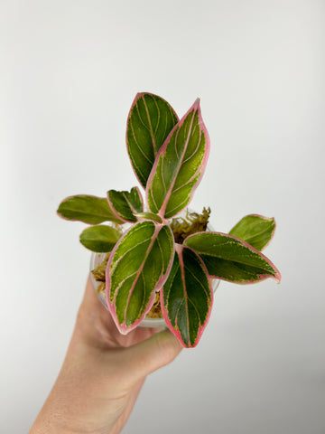 aglaonema lotus delight B