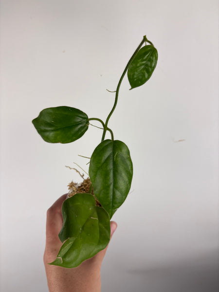 hoya oreosparte A
