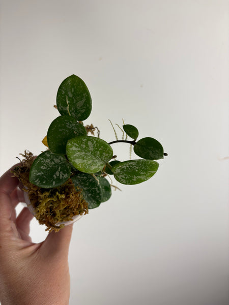 Hoya Mathilde splash D2
