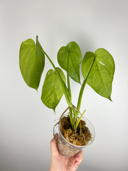 syngonium chiapense variegated A