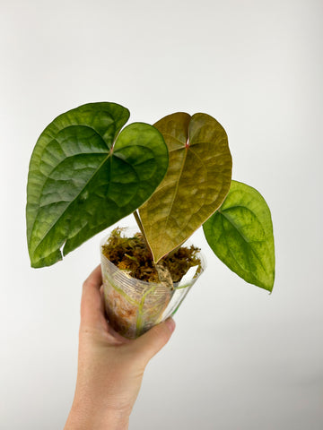 Anthurium magnificum x luxurians B (Thailand)