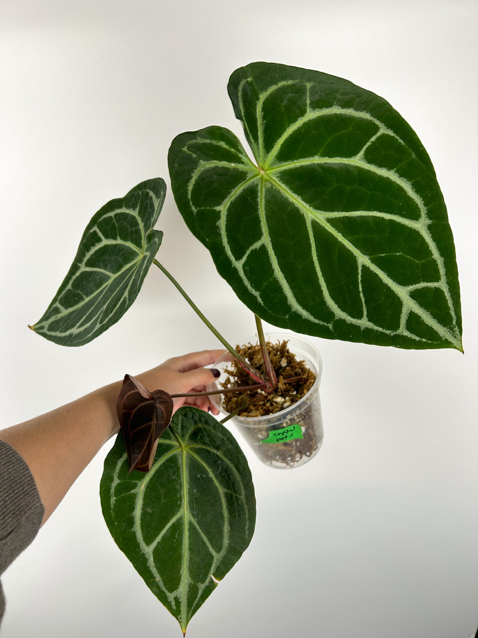 Anthurium petir - LARGE plant