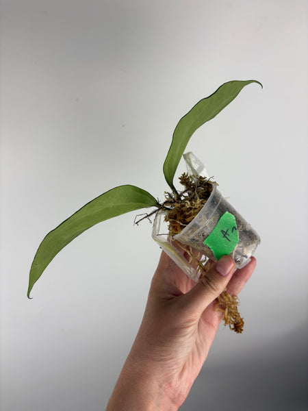 Hoya Latifolia 'rimba perak' A2