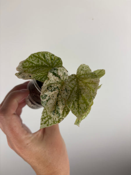 Begonia snow capped variegated G