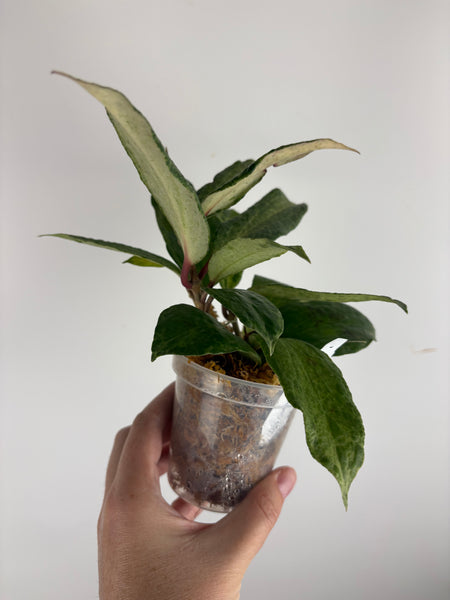 Hoya crocodile larger plant