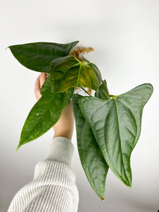 Anthurium subsignatum x papillilaminum B