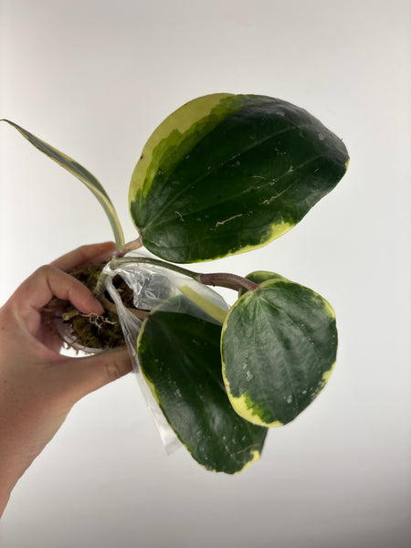 hoya latifolia albomarginata - wobbly stem