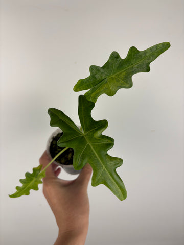 alocasia portei variegated