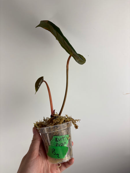 Anthurium Bvit x rvdp B2