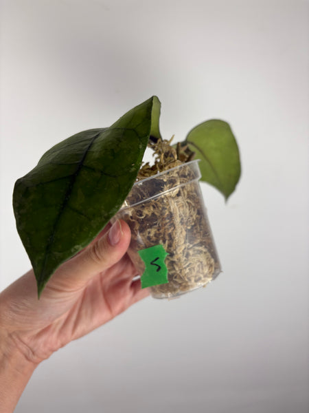 Hoya Clemensiorum Borneo splash 5