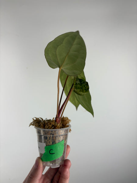 Anthurium BVIT x black sweet C