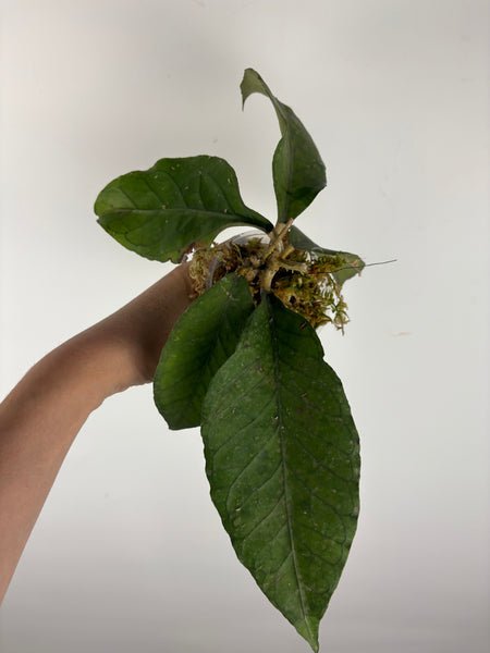 Hoya sp aceh dragon egg 4