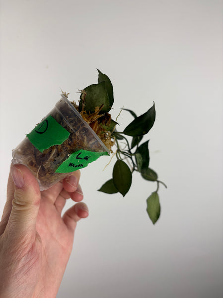 hoya lacunosa moonshine D