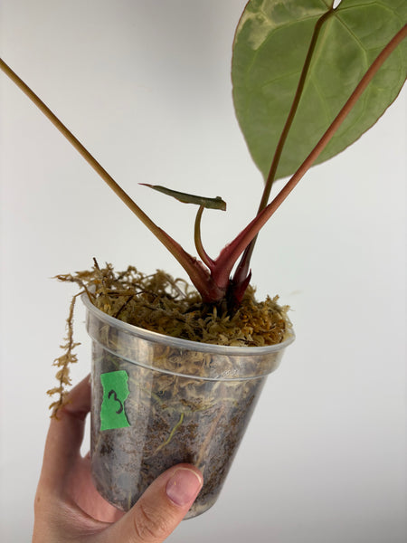 Anthurium crystallinum variegated 3 - double growth point