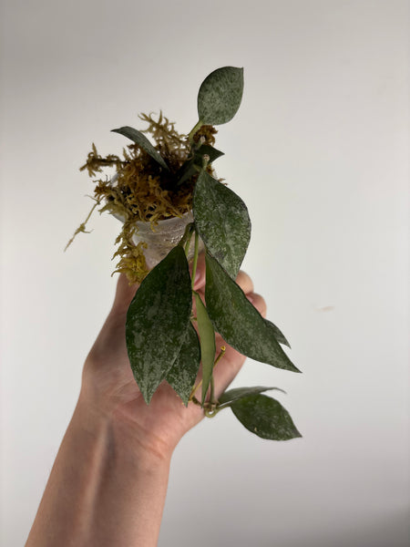 hoya lacunosa nirwana B