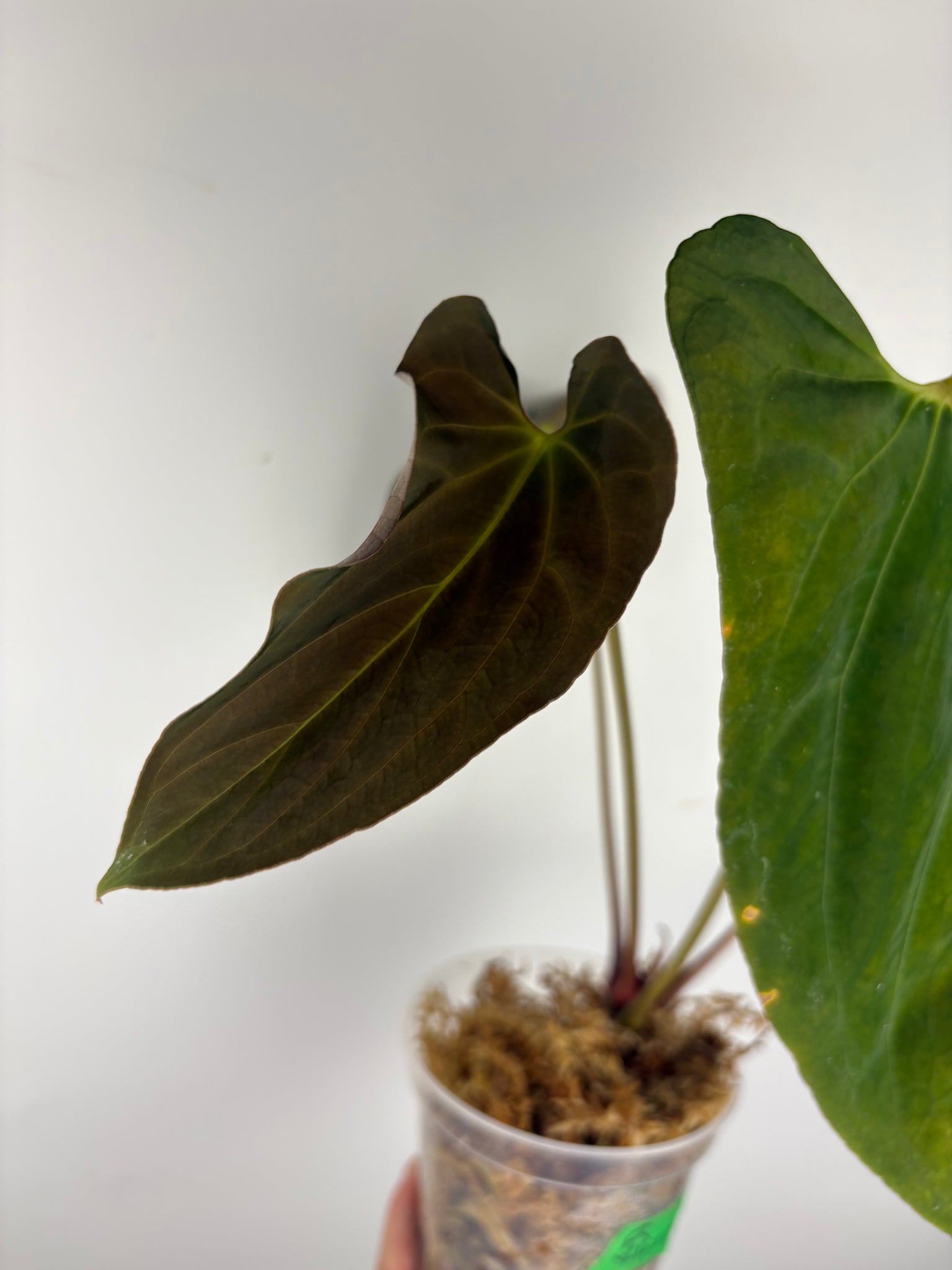 Anthurium Fort Sherman flat red
