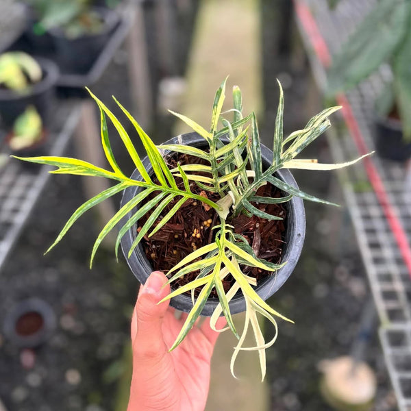 Philodendron tortum (Thailand) unacclimated