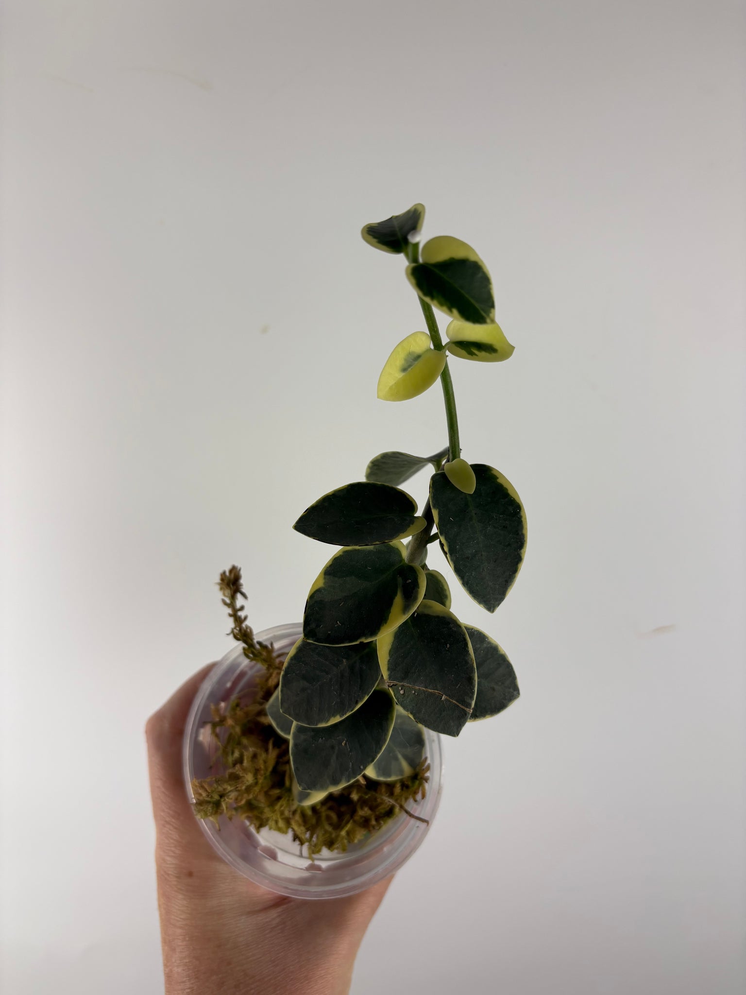 Hoya cumingiana 'Albo 3