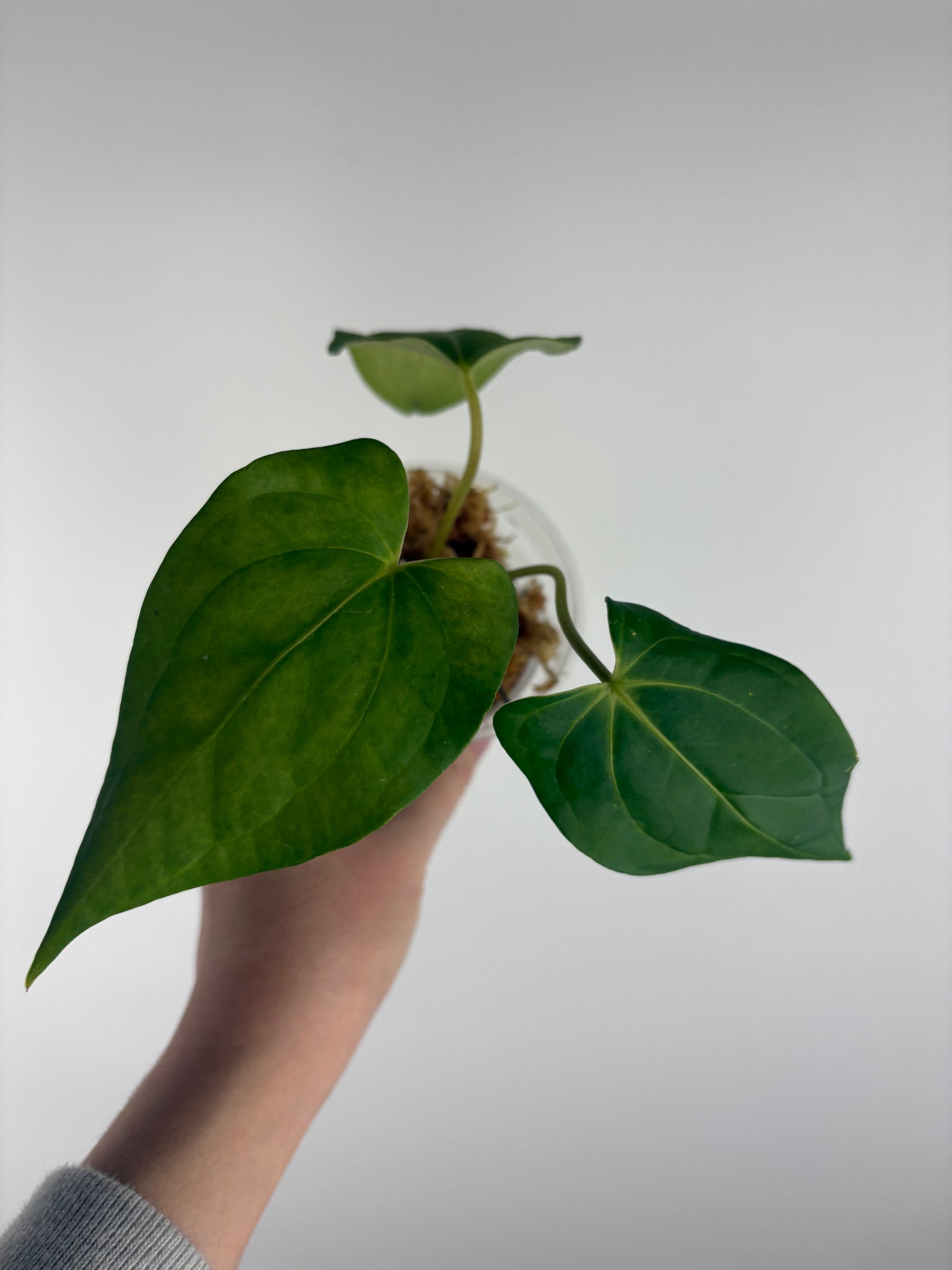 Anthurium Corduroy x dark pheonix C