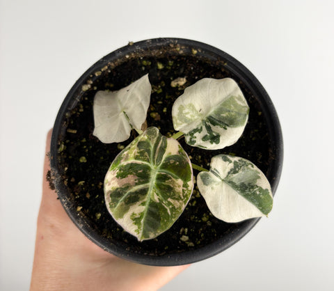 Alocasia Black Velvet variegated H