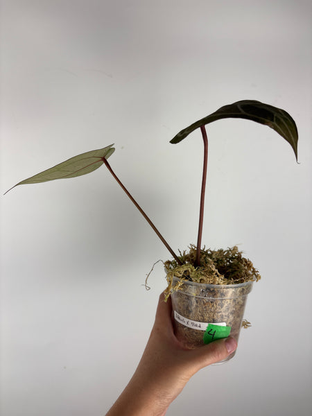 Anthurium silver blush x red crystal 4
