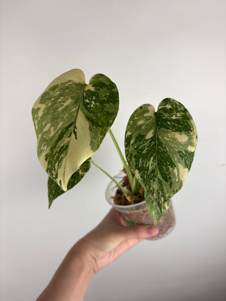 Monstera white snow B