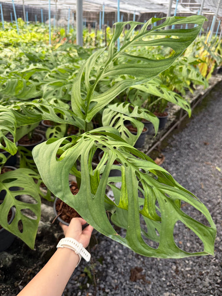 Monstera esqueleto