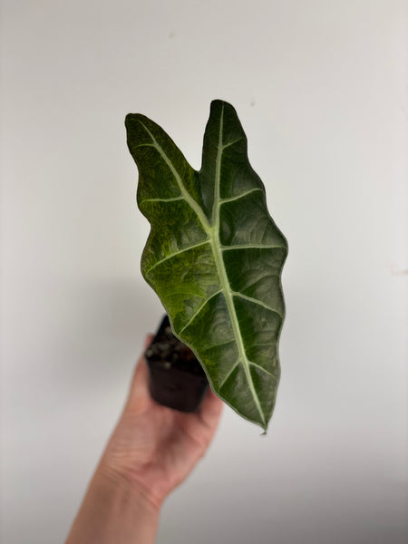 alocasia sanderiana bull aurea