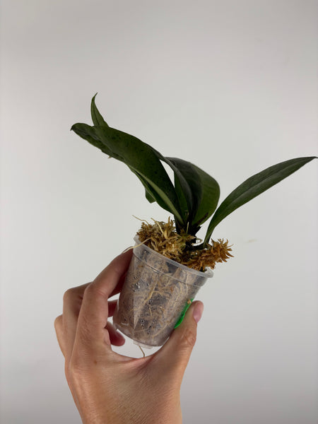 Hoya aff forbesii silver 6